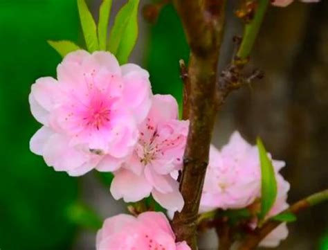 有桃花意思|桃花（桃花花语之解读与传说）